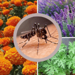 Plants that Keep Mosquitoes Away
