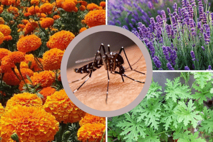 Plants that Keep Mosquitoes Away