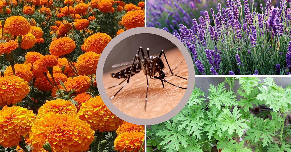 Plants that Keep Mosquitoes Away