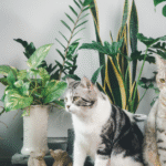 List of Plants Safe for Cats