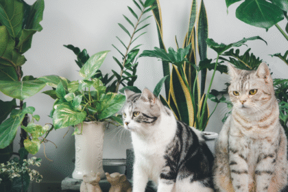 List of Plants Safe for Cats