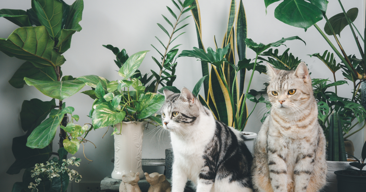 List of Plants Safe for Cats