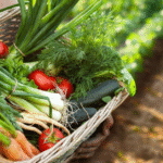 From Plot to Plate: A Beginner's Guide to Vegetable Garden Planning