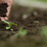 The Core of a Good Garden: Understanding and Caring for Your Soil