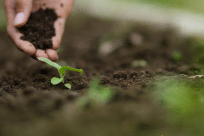 The Core of a Good Garden: Understanding and Caring for Your Soil