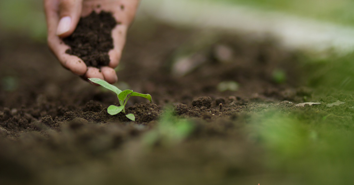 The Core of a Good Garden: Understanding and Caring for Your Soil